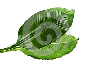 Large leaves of Spathiphyllum or Peace lily, Tropical foliage isolated on white background, with clipping path