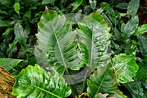 Large leaves of tropical `Philodendron X Corsinianum` plant