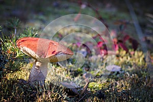 Large Leccinum mushroom in dark moss