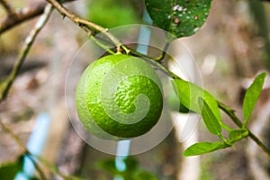 A large lemon fruit hanging out in a beautiful green garden.