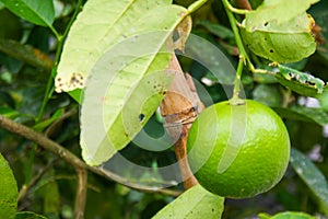 A large lemon fruit hanging out in a beautiful green garden.