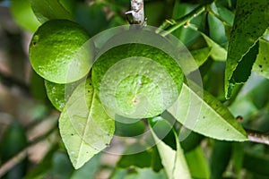 A large lemon fruit hanging out in a beautiful green garden.