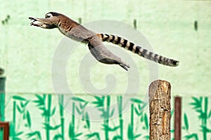 Large lemur fastly jumping from wooden pole