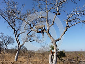 Large Leopard in a dry tree holding its prey in his mouth