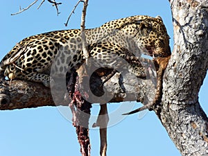 Large Leopard on a grey dried out tree branch eating its prey`s neck