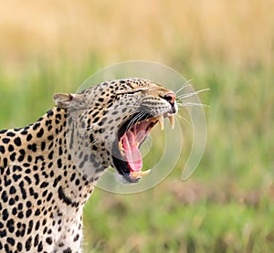 a large leopard standing in the middle of the field with it's mouth open