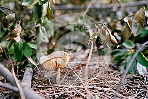 Large lepiota mushroom grows in the forest among dry leaves