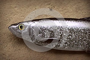 Large life-like soft fishing lure herring