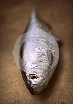 Large life-like soft fishing lure herring for predatory fish