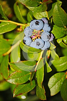 Large light blue berries blueberry garden, growing a bunch and hidden green foliage on the branches of a bush.