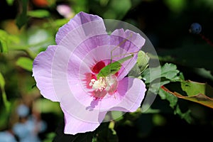 Large light green grasshopper on top of Hibiscus syriacus or Rose of Sharon deciduous shrub plant open violet and dark red flower