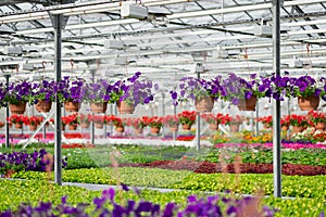 Large light greenhouse with a lot of seedlings and flowers. Red, yellow and green plants.