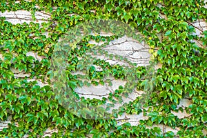 large light wall sparsely overgrown with ivy