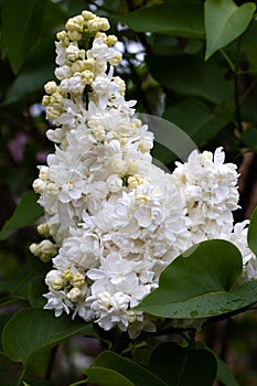 Large lilac bush in spring. Bright flowers of spring lilac bush. Spring lilac flowers close-up. Sprig of beautiful varietal