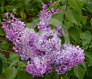 Large lilac bush in spring. Bright flowers of spring lilac bush. Spring lilac flowers close-up. Sprig of beautiful varietal