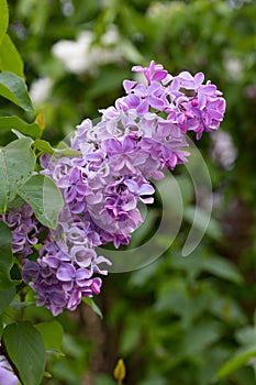 Large lilac bush in spring. Bright flowers of spring lilac bush. Spring lilac flowers close-up. Sprig of beautiful varietal