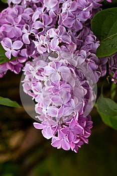 Large lilac bush in spring. Bright flowers of spring lilac bush. Spring lilac flowers close-up. Sprig of beautiful varietal