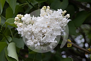 Large lilac bush in spring. Bright flowers of spring lilac bush. Spring lilac flowers close-up. Sprig of beautiful varietal