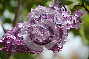 Large lilac bush in spring. Bright flowers of spring lilac bush. Spring lilac flowers close-up. Sprig of beautiful varietal