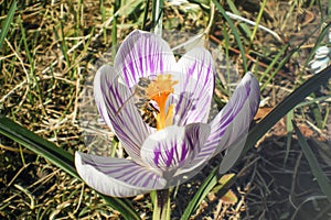 crocus flower with purple stripes and a bee is sitting in the middle of the flower.