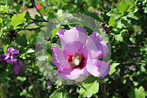 A large lilac flower blossomed on the branch of a large bush.