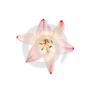 Large lily flower of gentle pink color isolated on white background. for the design of posters, websites, brochures and business