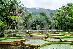 Large lily pads on lake in Rio de Janeiro`s botanical garden