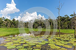 Large Lily pads Nymphaeaceae floating on top of the Amazon River while surrounded by tropical trees and rainforest foliage in th