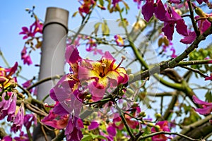 Large lily-shaped yellow-purple flowers of silk floss tree close-up. Branches of a flowering plant with bright inflorescences and