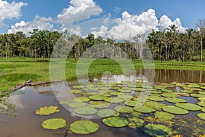 Large lilypads on the Amazon River surrounded by wetlands & rainforest in the State of Amazonas, Brazil, South America