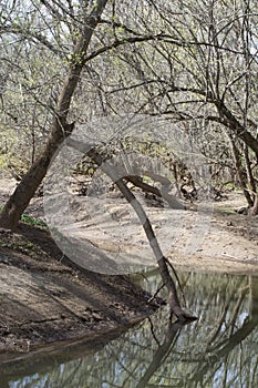 A large limb bends down to the water