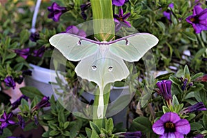 Actias luna, the Luna Moth photo