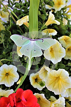 Actias luna, the Luna Moth photo