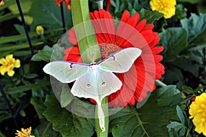 Actias luna, the Luna Moth photo