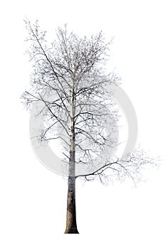 Large linden bare tree isolated on white