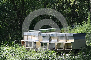 A large line of artificial beehives used for the harvest of honey