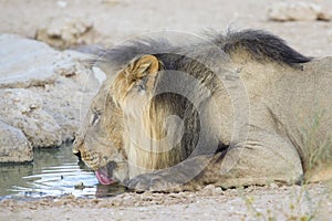 Large lion male drinking water from a small pool in the Kalahari
