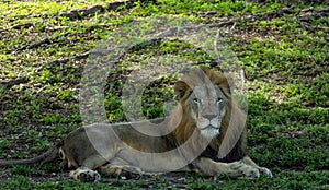 Large Lion Relaxes in Shade on Sunny Day