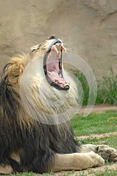 Large Lion Roars