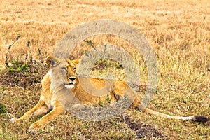 Large lioness resting in the grass. Kenya, Africa