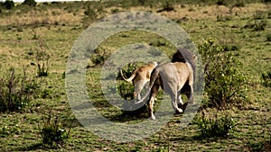 A large lioness stalking herd of African buffalos.