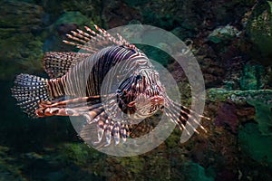 A Large Lionfish Swimming Underwater