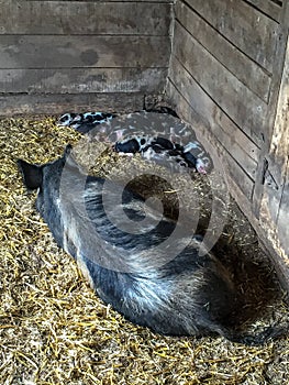 A large Litter of Black and white Piglets and the Mother Pig Resting