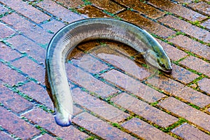 Large live eel that jumped out of a barrel at the fish auction photo