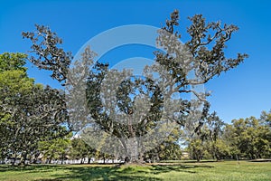 Large Live Oak Tree.