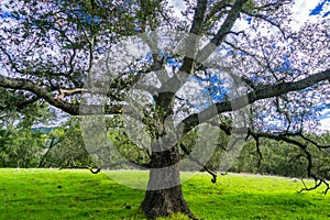 Large live oak tree Quercus agrifolia spreading its branches