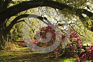 Large Live Oak Trees provide spade to colorful azalea plants at southern plantation in spring.