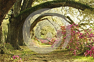 Large Live Oak Trees provide spade to colorful azalea plants at southern plantation in spring.