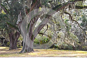 Large Live Oak In The Winter