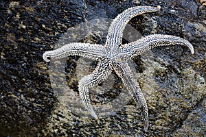 Large living starfish